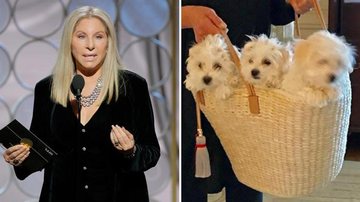 Barbra Streisand afirma que seus cães são clonados - Getty Images/Reprodução/Instagram