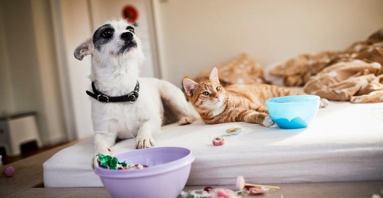 Alerta para donos de cães e gatos! - Getty Images