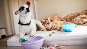 Alerta para donos de cães e gatos! - Getty Images