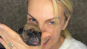 Ana Hickmann mostra fotos de ensaio 'pet born' com filhotes - Acervo Pessoal