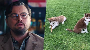 Leonardo DiCaprio arriscou a vida para salvar seus cães - Foto/Reprodução