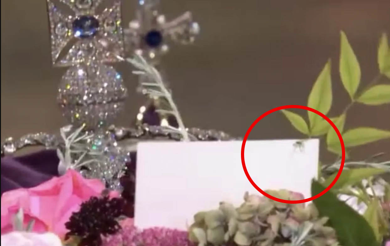 Aranha é vista no caixão da Rainha Elizabeth II