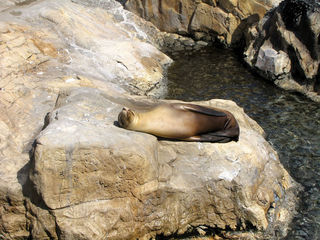 Sheila fotografa uma foca no Parque Sea World em Orlando, Flórida