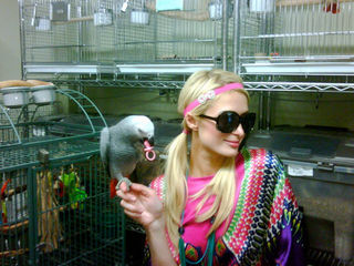 Paris Hilton com seu papagaio