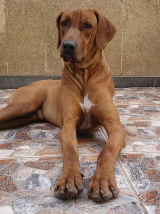 Cachorro de Mateus Costa, Simba