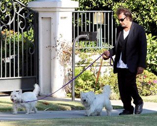 Al Pacino passeia com os seus pets