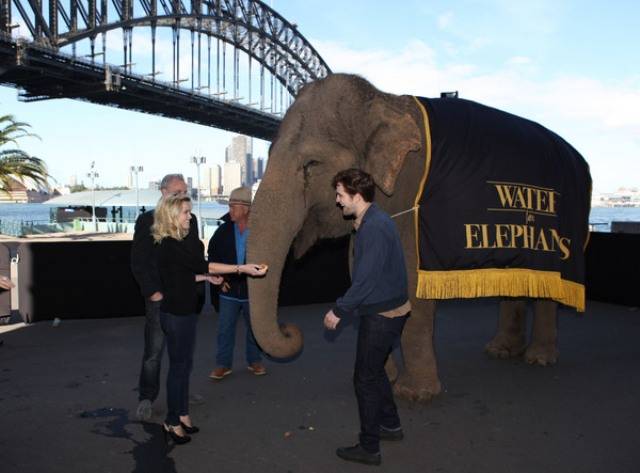 Reese e Pattinson ao lado de um elefante em Sydney