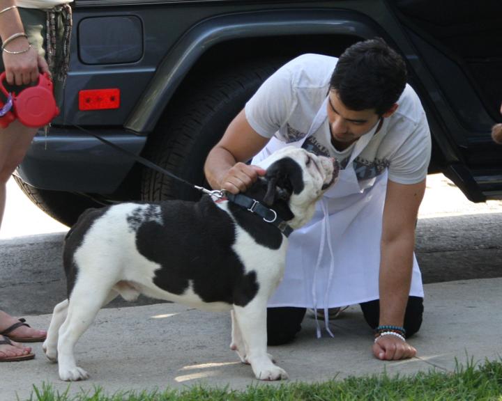 Joe Jonas brinca com cachorro durante evento escolar na cidade de Los Angeles
