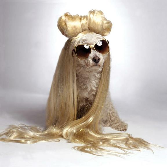 Conheça Lay Z Gaga, a versão poodle da cantora Lady Gaga