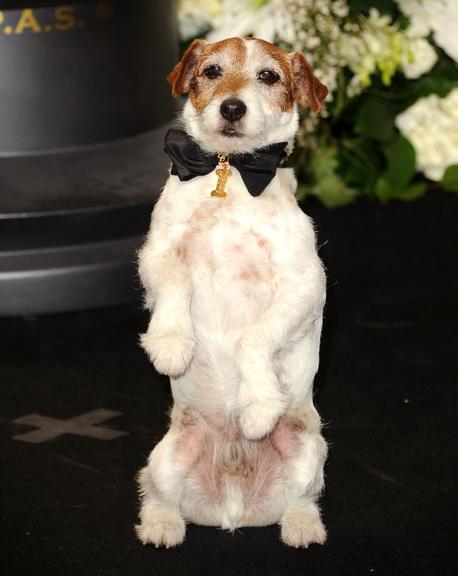 Uggie, o cãozinho que roubou a cena no filme O Artista, também foi ao Oscar