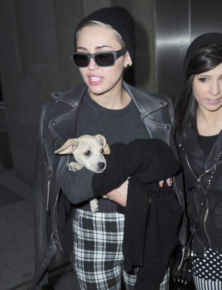 Miley Cyrus não desgruda de seus cachorrinhos