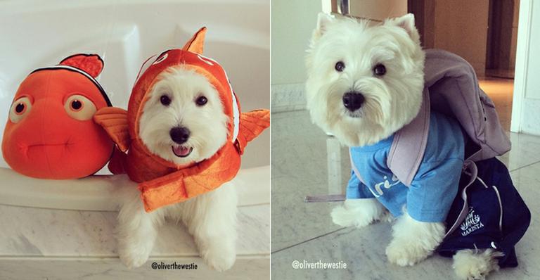 Cãozinho Oliver encanta seus mais de 22 mil seguidores da web com fotos fofas