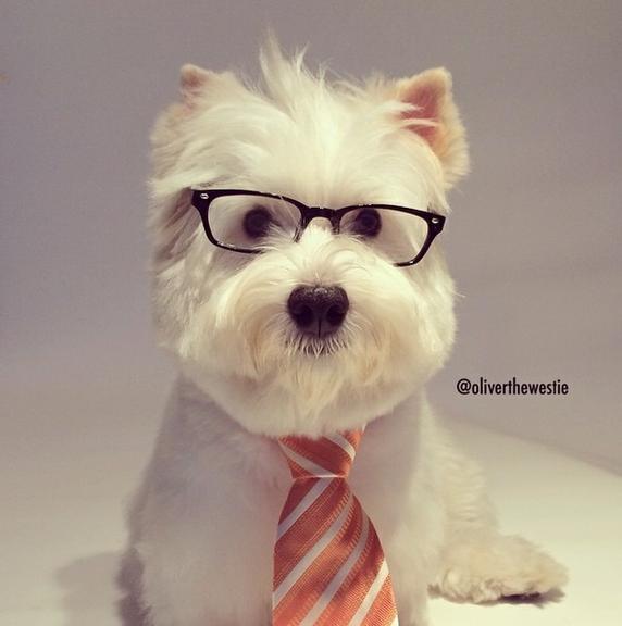 Cãozinho Oliver encanta seus mais de 22 mil seguidores na web com fotos fofas