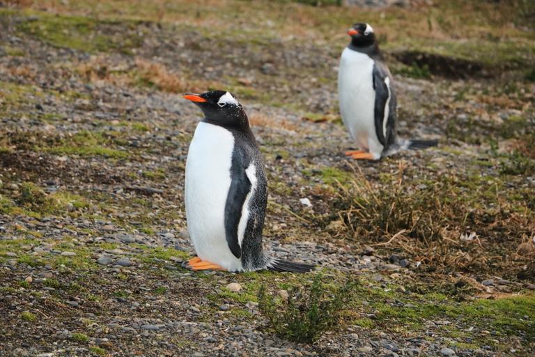 Pinguins na Ilha Martillo 