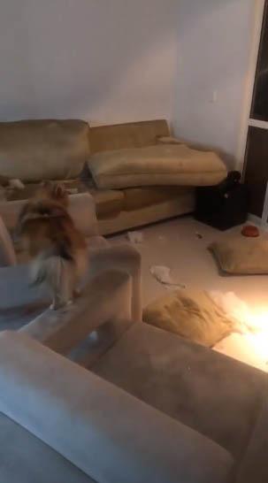Casa de Whindersson Nunes é destruída por cachorras e deixa youtuber em choque