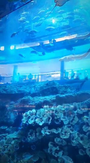 Grazi em aquário em Dubai