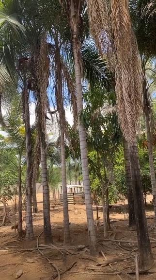 Gusttavo Lima se muda para fazenda gigante em Goiás 